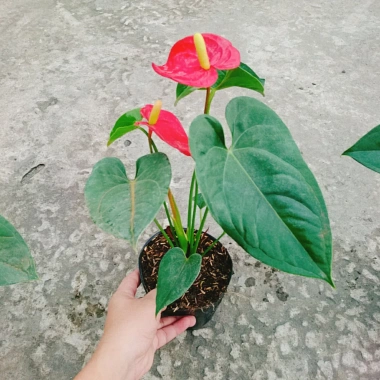 Cây Hồng Môn Đỏ - Cây cảnh phong thủy mang may mắn, hạnh phúc, giảm còn 75k 6 Cây Hồng Môn Đỏ - Cây cảnh phong thủy mang may mắn, hạnh phúc, giảm còn 75k 6
