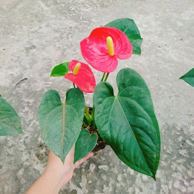 Cây Hồng Môn Đỏ - Cây cảnh phong thủy mang may mắn, hạnh phúc, giảm còn 75k 7 Cây Hồng Môn Đỏ - Cây cảnh phong thủy mang may mắn, hạnh phúc, giảm còn 75k 7