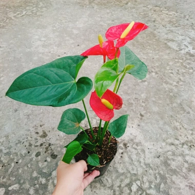 Cây Hồng Môn Đỏ - Cây cảnh phong thủy mang may mắn, hạnh phúc, giảm còn 75k
