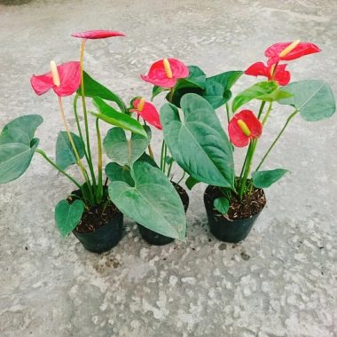 Cây Hồng Môn Đỏ - Cây cảnh phong thủy mang may mắn, hạnh phúc, giảm còn 75k