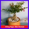 Cây Hồng Ngọc Mai Bonsai - Cây cảnh bonsai giá ưu đãi 65.000 VND, đẹp, dễ chăm sóc
