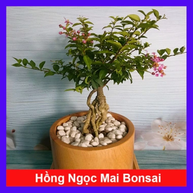 Cây Hồng Ngọc Mai Bonsai - Cây cảnh bonsai giá ưu đãi 65.000 VND, đẹp, dễ chăm sóc