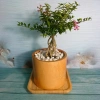 Cây Hồng Ngọc Mai Bonsai - Cây cảnh bonsai giá ưu đãi 65.000 VND, đẹp, dễ chăm sóc 2