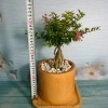 Cây Hồng Ngọc Mai Bonsai - Cây cảnh bonsai giá ưu đãi 65.000 VND, đẹp, dễ chăm sóc 3