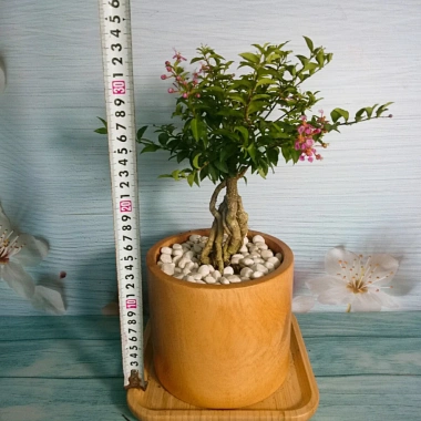 Cây Hồng Ngọc Mai Bonsai - Cây cảnh bonsai giá ưu đãi 65.000 VND, đẹp, dễ chăm sóc