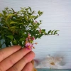 Cây Hồng Ngọc Mai Bonsai - Cây cảnh bonsai giá ưu đãi 65.000 VND, đẹp, dễ chăm sóc 4