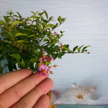 Cây Hồng Ngọc Mai Bonsai - Cây cảnh bonsai giá ưu đãi 65.000 VND, đẹp, dễ chăm sóc