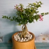 Cây Hồng Ngọc Mai Bonsai - Cây cảnh bonsai giá ưu đãi 65.000 VND, đẹp, dễ chăm sóc 5