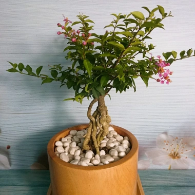 Cây Hồng Ngọc Mai Bonsai - Cây cảnh bonsai giá ưu đãi 65.000 VND, đẹp, dễ chăm sóc