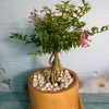 Cây Hồng Ngọc Mai Bonsai - Cây cảnh bonsai giá ưu đãi 65.000 VND, đẹp, dễ chăm sóc 6