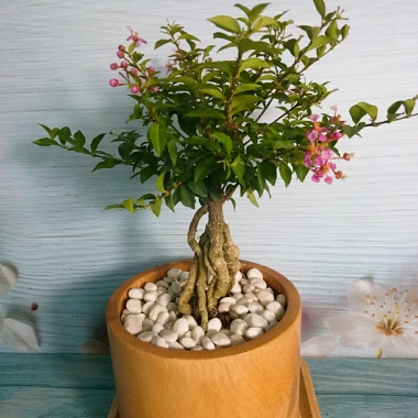 Cây Hồng Ngọc Mai Bonsai - Cây cảnh bonsai giá ưu đãi 65.000 VND, đẹp, dễ chăm sóc