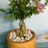 Cây Hồng Ngọc Mai Bonsai - Cây cảnh bonsai giá ưu đãi 65.000 VND, đẹp, dễ chăm sóc 7