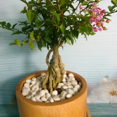 Cây Hồng Ngọc Mai Bonsai - Cây cảnh bonsai giá ưu đãi 65.000 VND, đẹp, dễ chăm sóc