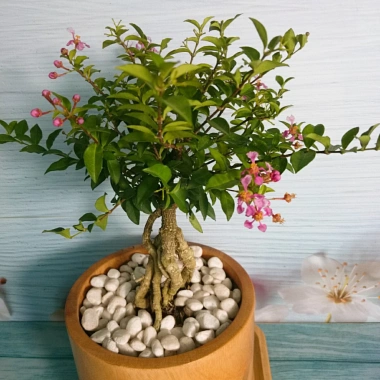 Cây Hồng Ngọc Mai Bonsai - Cây cảnh bonsai giá ưu đãi 65.000 VND, đẹp, dễ chăm sóc 8 Cây Hồng Ngọc Mai Bonsai - Cây cảnh bonsai giá ưu đãi 65.000 VND, đẹp, dễ chăm sóc 8