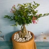 Cây Hồng Ngọc Mai Bonsai - Cây cảnh bonsai giá ưu đãi 65.000 VND, đẹp, dễ chăm sóc 9