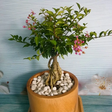 Cây Hồng Ngọc Mai Bonsai - Cây cảnh bonsai giá ưu đãi 65.000 VND, đẹp, dễ chăm sóc 9 Cây Hồng Ngọc Mai Bonsai - Cây cảnh bonsai giá ưu đãi 65.000 VND, đẹp, dễ chăm sóc 9