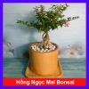 Cây Hồng Ngọc Mai Bonsai - Cây cảnh bonsai giá ưu đãi 65.000 VND, đẹp, dễ chăm sóc 10