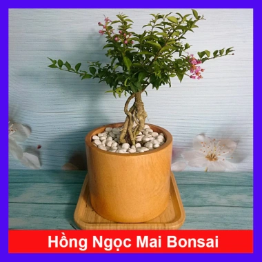 Cây Hồng Ngọc Mai Bonsai - Cây cảnh bonsai giá ưu đãi 65.000 VND, đẹp, dễ chăm sóc