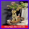 Cây hồng ngọc mai bonsai chân dài 4 năm tuổi, size lớn, chậu để bàn, giá 180k