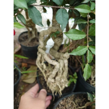 Cây hồng ngọc mai bonsai chân dài 4 năm tuổi, size lớn, chậu để bàn, giá 180k 2