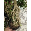 Cây hồng ngọc mai bonsai chân dài 4 năm tuổi, size lớn, chậu để bàn, giá 180k 3
