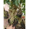Cây hồng ngọc mai bonsai chân dài 4 năm tuổi, size lớn, chậu để bàn, giá 180k 4