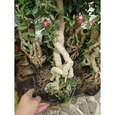 Cây hồng ngọc mai bonsai chân dài 4 năm tuổi, size lớn, chậu để bàn, giá 180k 5