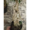 Cây hồng ngọc mai bonsai chân dài 4 năm tuổi, size lớn, chậu để bàn, giá 180k 6
