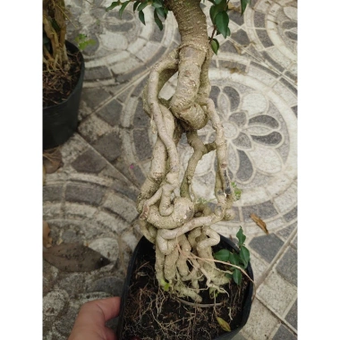 Cây hồng ngọc mai bonsai chân dài 4 năm tuổi, size lớn, chậu để bàn, giá 180k 6