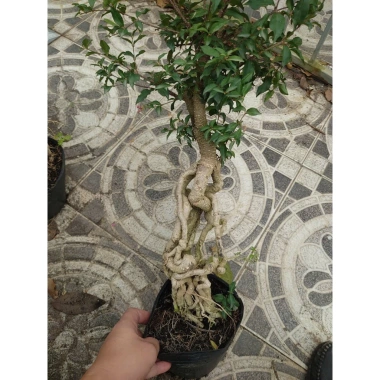 Cây hồng ngọc mai bonsai chân dài 4 năm tuổi, size lớn, chậu để bàn, giá 180k 7