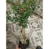 Cây hồng ngọc mai bonsai chân dài 4 năm tuổi, size lớn, chậu để bàn, giá 180k 8