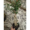 Cây hồng ngọc mai bonsai chân dài 4 năm tuổi, size lớn, chậu để bàn, giá 180k 9