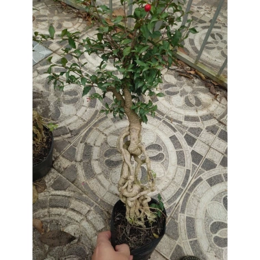 Cây hồng ngọc mai bonsai chân dài 4 năm tuổi, size lớn, chậu để bàn, giá 180k 9