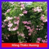 Cây hồng thiên hương leo - Cây cảnh đẹp, giá ưu đãi 38.000 VND