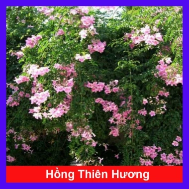 Cây hồng thiên hương leo - Cây cảnh đẹp, giá ưu đãi 38.000 VND