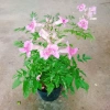 Cây hồng thiên hương leo - Cây cảnh đẹp, giá ưu đãi 38.000 VND 2