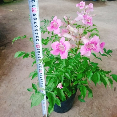Cây hồng thiên hương leo - Cây cảnh đẹp, giá ưu đãi 38.000 VND