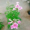 Cây hồng thiên hương leo - Cây cảnh đẹp, giá ưu đãi 38.000 VND 4
