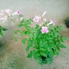 Cây hồng thiên hương leo - Cây cảnh đẹp, giá ưu đãi 38.000 VND 5