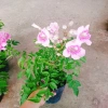 Cây hồng thiên hương leo - Cây cảnh đẹp, giá ưu đãi 38.000 VND 6