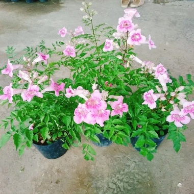 Cây hồng thiên hương leo - Cây cảnh đẹp, giá ưu đãi 38.000 VND