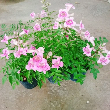 Cây hồng thiên hương leo - Cây cảnh đẹp, giá ưu đãi 38.000 VND