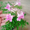 Cây hồng thiên hương leo - Cây cảnh đẹp, giá ưu đãi 38.000 VND 9