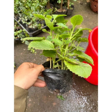 Cây húng chanh 15-20cm - Gia vị thơm, cao, chỉ 19.500₫ giảm giá sốc 2