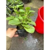 Cây húng chanh 15-20cm - Gia vị thơm, cao, chỉ 19.500₫ giảm giá sốc 4