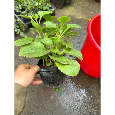 Cây húng chanh 15-20cm - Gia vị thơm, cao, chỉ 19.500₫ giảm giá sốc 4