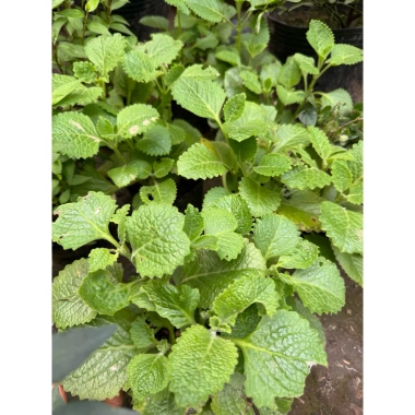 Cây húng chanh 15-20cm - Gia vị thơm, cao, chỉ 19.500₫ giảm giá sốc 6