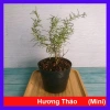 Cây Hương Thảo Mini – Cây cảnh để bàn, tỏa hương thơm, giảm stress, chỉ 35.000₫