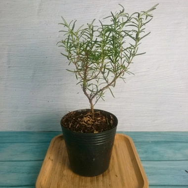 Cây Hương Thảo Mini – Cây cảnh để bàn, tỏa hương thơm, giảm stress, chỉ 35.000₫