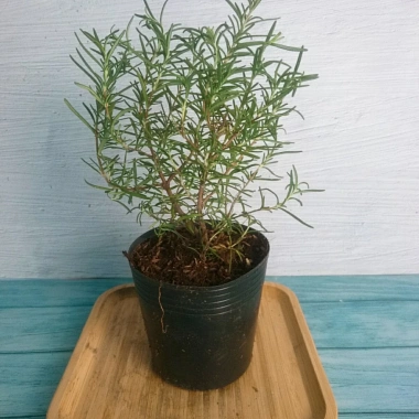 Cây Hương Thảo Mini – Cây cảnh để bàn, tỏa hương thơm, giảm stress, chỉ 35.000₫
